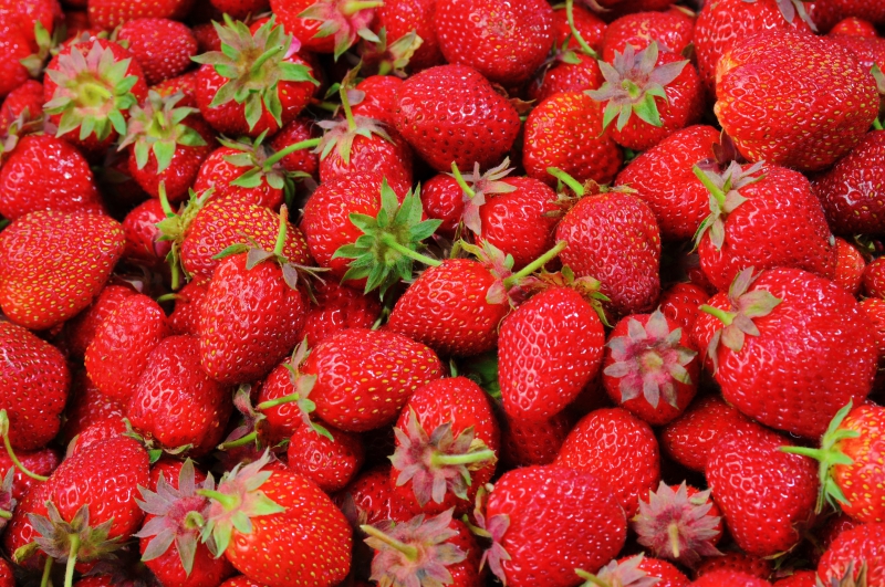 primeur-ST MARTIN DE PALLIERES-min_strawberries-528791